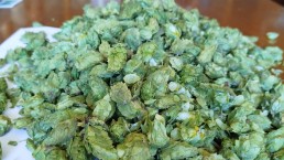 Journée régionale brassicole d’Occitanie 2025 : résumé des échanges et perspectives 7