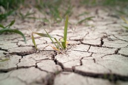 L’impact de la sécheresse et de la canicule sur les filières bio d'Occitanie : premiers constats 1